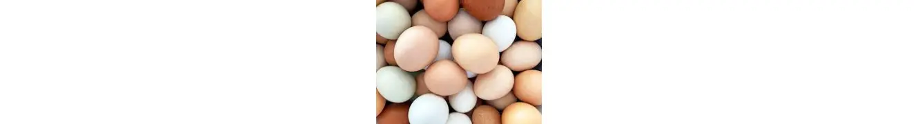 Ovos Ovos