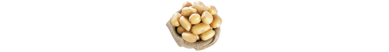 Legumes Legumes